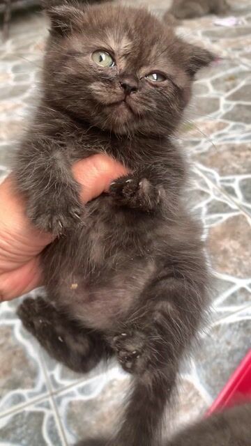 Mèo Anh lông ngắn tai cụp Xám. Mua bán Mèo tại Huyện Nhà Bè Tp Hồ Chí Minh được đăng bởi Mss Hà hình 1