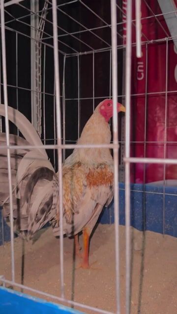 Gà Đa sắc Đực. Mua bán Gà tại Thành phố Thuận An Bình Dương được đăng bởi Nguyễn Trung Kiên hình 1