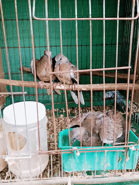 Cặp Malaysia Ăn Cứng. Mua bán Chim tại Huyện Lấp Vò Đồng Tháp được đăng bởi PH Dinh hình 1