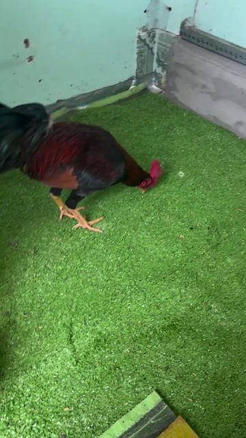 Sịn Sinh Viên. Mua bán Gà tại Quận Bình Tân Tp Hồ Chí Minh được đăng bởi Huynh tien dat hình 1