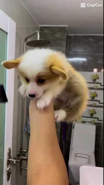 corgi Béo Tròn 3 Tháng Tuổi Tiêm 2 Mũi. Mua bán Chó tại Quận 12 Tp Hồ Chí Minh được đăng bởi Cậu Bé Bán Chó  hình 1