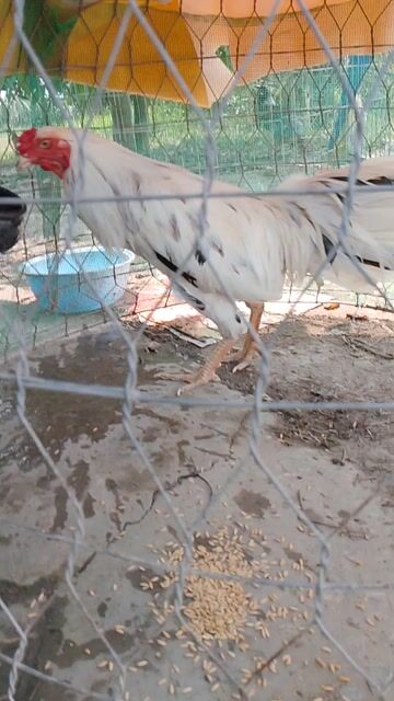 Gà Trắng 2.7kg. Mua bán Gà tại Huyện Châu Thành Long An được đăng bởi nhan nguyen hình 1