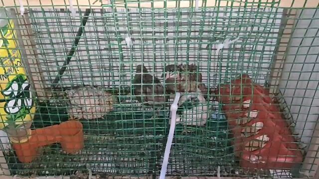 Trứng gà Rutin nuôi tại nhà. Mua bán Đồ ăn, thực phẩm và các loại khác tại Thành phố Thủ Đức Tp Hồ Chí Minh được đăng bởi Minh hình 1