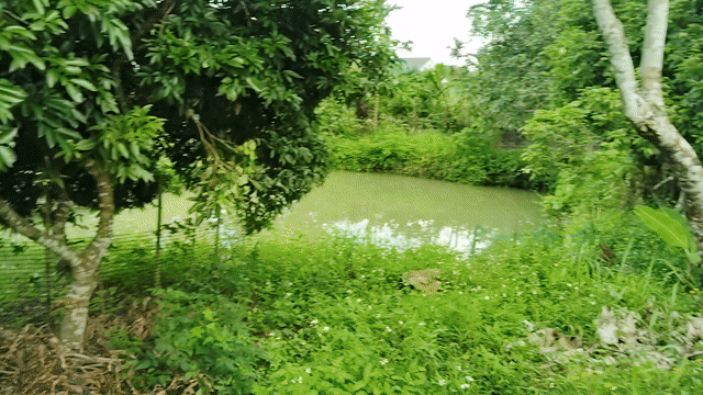 Mua bán Đất Huyện Cao Phong Hòa Bình diện tích 1500 m² giá 1,5 tỷ