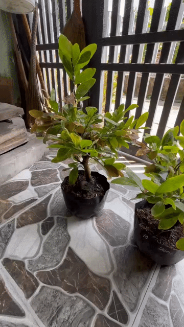 Mai ghép Cúc hoa hồng thanh tú hình thú. Mua bán Cây cảnh, đồ trang trí tại Thành phố Dĩ An Bình Dương được đăng bởi ken hình 1