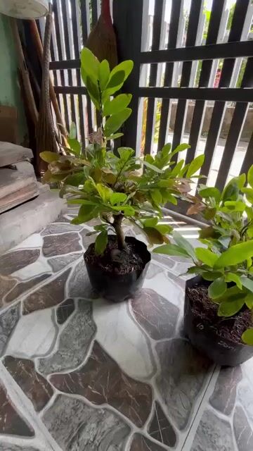 Mai ghép Cúc hoa hồng thanh tú hình thú. Mua bán Cây cảnh, đồ trang trí tại Thành phố Dĩ An Bình Dương được đăng bởi ken hình 1