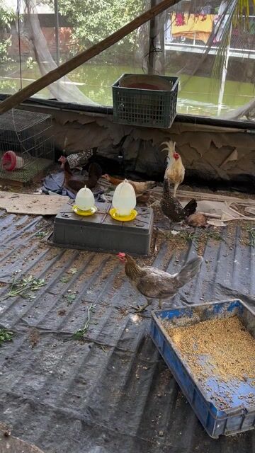 gà bướm máu butcher. Mua bán Gà tại Huyện Càng Long Trà Vinh được đăng bởi Lê Hoàng Tuấn Khanh hình 1