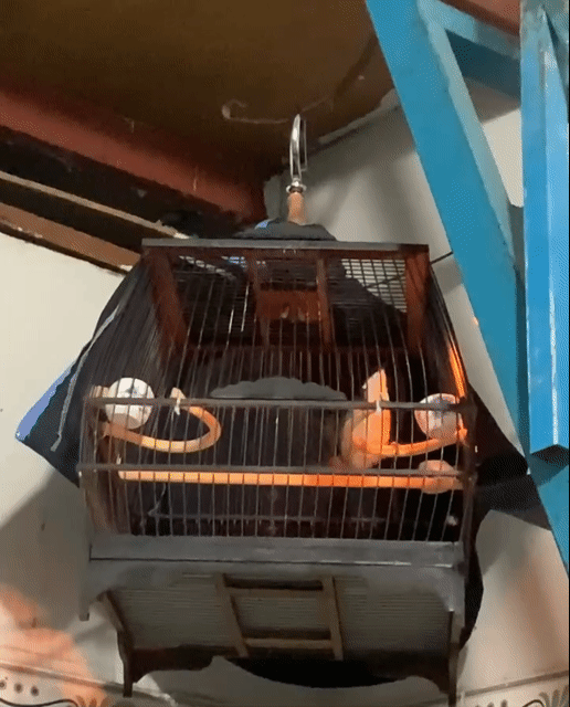 Chim cảnh 4 tháng thuần 90%. Mua bán Chim tại Quận Gò Vấp Tp Hồ Chí Minh được đăng bởi Nguyễn hình 1