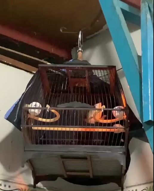 Chim cảnh 4 tháng thuần 90%. Mua bán Chim tại Quận Gò Vấp Tp Hồ Chí Minh được đăng bởi Nguyễn hình 1