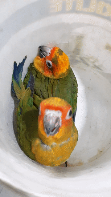 Vẹt Sunconure Xanh lá, Cam, Vàng dạy nói. Mua bán Chim tại Quận Gò Vấp Tp Hồ Chí Minh được đăng bởi Vẹt Cảnh Sài Gòn hình 1