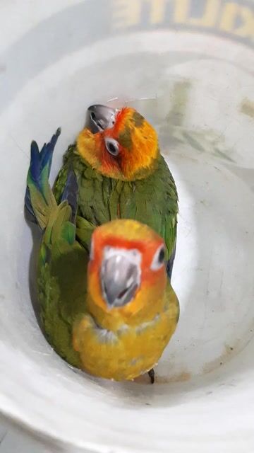 Vẹt Sunconure Xanh lá, Cam, Vàng dạy nói. Mua bán Chim tại Quận Gò Vấp Tp Hồ Chí Minh được đăng bởi Vẹt Cảnh Sài Gòn hình 1