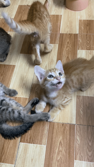 Mèo lai mướp và cam 2 tháng tuổi - Cái. Mua bán Mèo tại Thành phố Thủ Đức Tp Hồ Chí Minh được đăng bởi Yến Nhi hình 1