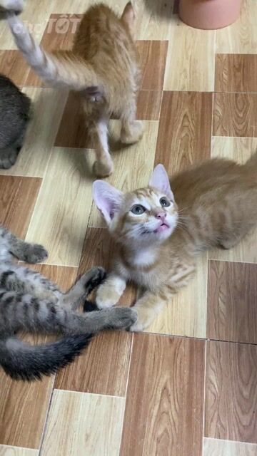 Mèo lai mướp và cam 2 tháng tuổi - Cái. Mua bán Mèo tại Thành phố Thủ Đức Tp Hồ Chí Minh được đăng bởi Yến Nhi hình 1