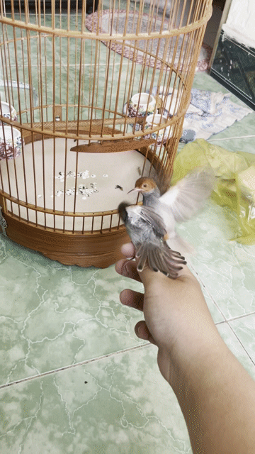 Chim sâu đầu đỏ hót giọng hay khỏe mạnh. Mua bán Chim tại Quận 10 Tp Hồ Chí Minh được đăng bởi mjnhson hình 1