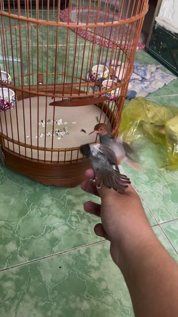 Chim sâu đầu đỏ hót giọng hay khỏe mạnh. Mua bán Chim tại Quận 10 Tp Hồ Chí Minh được đăng bởi mjnhson hình 1
