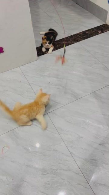 Mèo con thuần Anh lông ngắn của nhà đẻ. Mua bán Mèo tại Quận Bắc Từ Liêm Hà Nội được đăng bởi Nguyễn Thị Minh Tâm hình 1