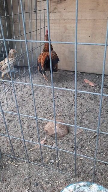 Gà tre bắc. Mua bán Gà tại Huyện Trảng Bom Đồng Nai được đăng bởi Nguyễn Hữu Trí  hình 1