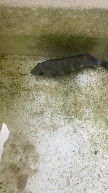 Cá Hoàng tử châu Phi đen sọc. Mua bán Thú cưng khác tại Quận Tân Phú Tp Hồ Chí Minh được đăng bởi Tiến hình 1