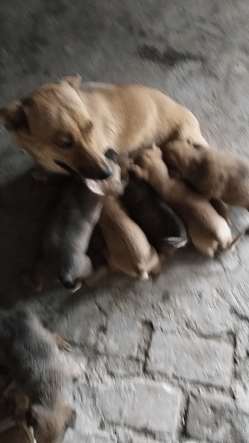 Chó con đực màu Nâu. Mua bán Chó tại Thành phố Cam Ranh Khánh Hòa được đăng bởi Phượng Võ hình 1