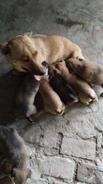 Chó con đực màu Nâu. Mua bán Chó tại Thành phố Cam Ranh Khánh Hòa được đăng bởi Phượng Võ hình 1