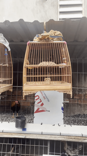Chim cảnh. Mua bán Chim tại Huyện Trảng Bom Đồng Nai được đăng bởi nguyen cong hình 1