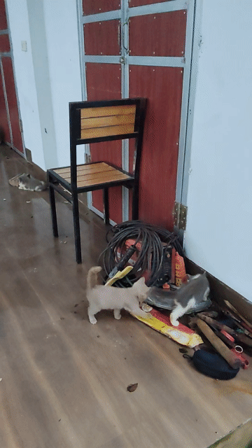 Mèo ALN Xám 2 tháng tuổi. Mua bán Mèo tại Huyện Chương Mỹ Hà Nội được đăng bởi cao chinh hình 1