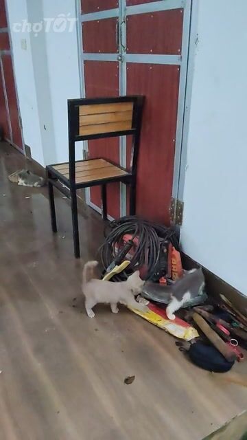 Mèo ALN Xám 2 tháng tuổi. Mua bán Mèo tại Huyện Chương Mỹ Hà Nội được đăng bởi cao chinh hình 1