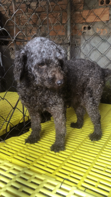 Chó Poodle đực Socola. Mua bán Chó tại Huyện Cư Kuin Đắk Lắk được đăng bởi Anh Tuấn hình 1