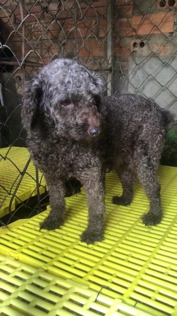 Chó Poodle đực Socola. Mua bán Chó tại Huyện Cư Kuin Đắk Lắk được đăng bởi Anh Tuấn hình 1