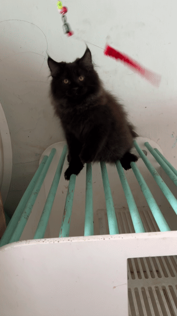 Mèo Mỹ Maine Coon màu đen phong thuỷ. Mua bán Mèo tại Thành phố Thủ Đức Tp Hồ Chí Minh được đăng bởi Trần hình 1