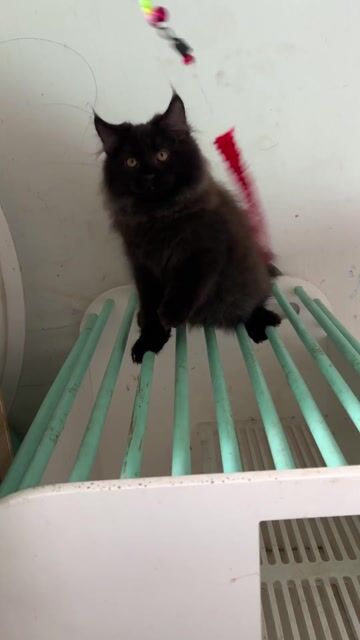 Mèo Mỹ Maine Coon màu đen phong thuỷ. Mua bán Mèo tại Thành phố Thủ Đức Tp Hồ Chí Minh được đăng bởi Trần hình 1
