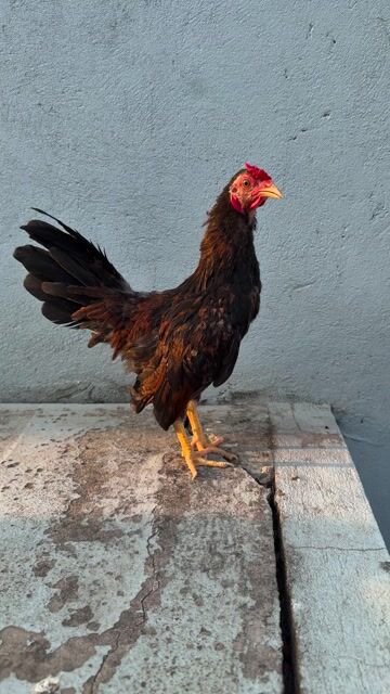 tre bắc. Mua bán Gà tại Huyện Hóc Môn Tp Hồ Chí Minh được đăng bởi Minh Quân  hình 1