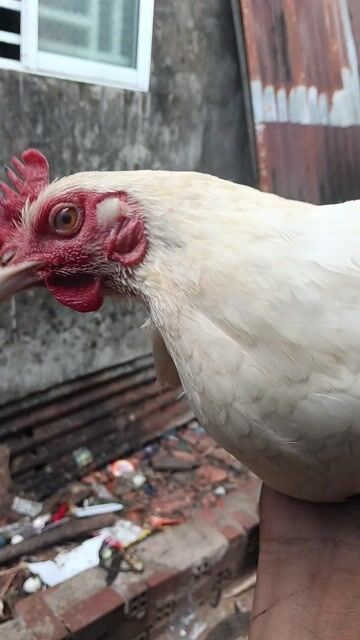 Gà mái nòi đang đẻ lứa so. Mua bán Gà tại Quận Ô Môn Cần Thơ được đăng bởi Nguyễn Vũ Linh hình 1