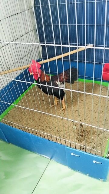 Gà trống Đực Đen, nâu, đỏ Bình Dương. Mua bán Gà tại Thành phố Dĩ An Bình Dương được đăng bởi Lộc Trần hình 1