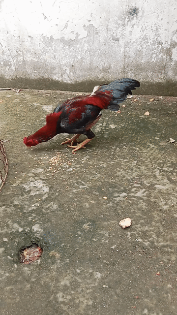 Gà tre Đực Đen, Đỏ 1.55 kg. Mua bán Gà tại Quận 8 Tp Hồ Chí Minh được đăng bởi Lê Thanh Hiền hình 1
