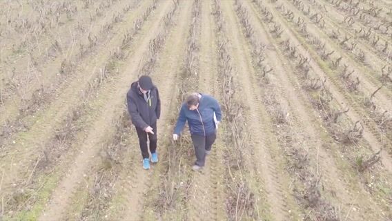 Technicienne viticole : une passion