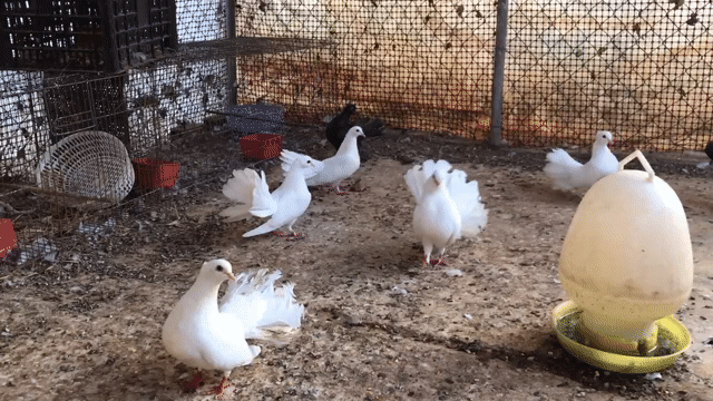 Chim bồ câu xoè nhiều màu. Mua bán Chim tại Huyện Xuyên Mộc Bà Rịa - Vũng Tàu được đăng bởi Ichi Ban Fish Farm hình 1