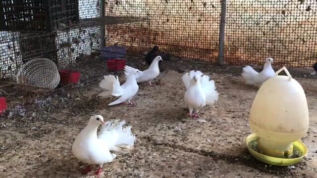 Chim bồ câu xoè nhiều màu. Mua bán Chim tại Huyện Xuyên Mộc Bà Rịa - Vũng Tàu được đăng bởi Ichi Ban Fish Farm hình 1