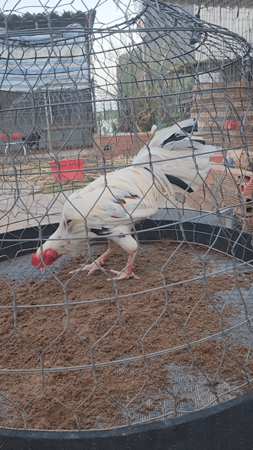 Gà Bướm 2.7kg Tơ Trạng Lên 2 3.. Mua bán Gà tại Huyện Cao Lãnh Đồng Tháp được đăng bởi Đức Anh hình 1