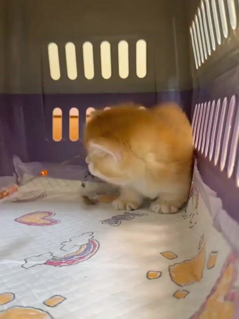 Mèo Munchkin Chân ngắn Golden Ny12 WCF. Mua bán Mèo tại Quận 7 Tp Hồ Chí Minh được đăng bởi Như Ý hình 1