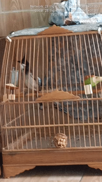 Chim chào mào cf xong lông đẹp. Mua bán Chim tại Huyện Hòa Vang Đà Nẵng được đăng bởi kun hình 1