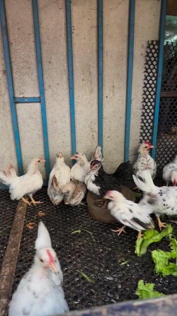 serama dáng show size mini. Mua bán Gà tại Thành phố Thủ Đức Tp Hồ Chí Minh được đăng bởi Anh Vũ hình 1