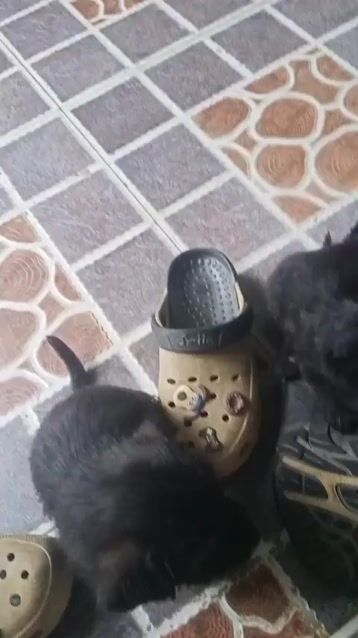 Chó Poodle 40 ngày tuổi. Mua bán Chó tại Huyện Nghi Xuân Hà Tĩnh được đăng bởi thoa nguyễn thị hình 1