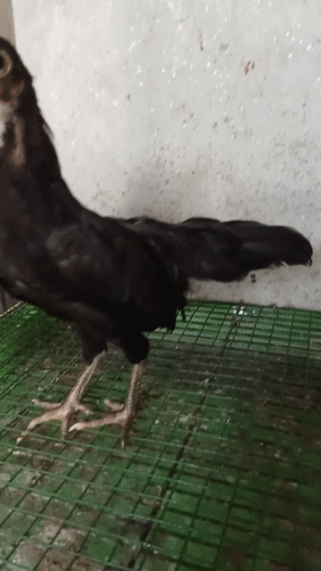 Gà đen 3 tháng. Mua bán Gà tại Quận Tân Bình Tp Hồ Chí Minh được đăng bởi Thanh  hình 1