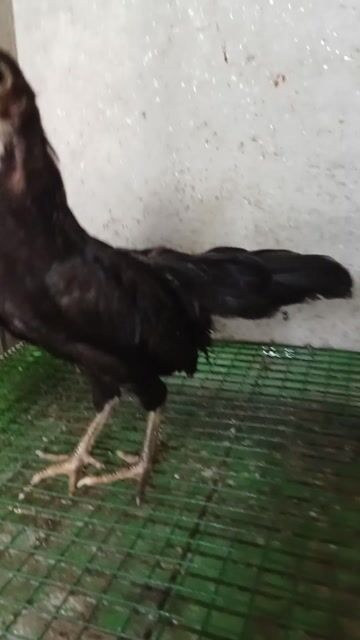 Gà đen 3 tháng. Mua bán Gà tại Quận Tân Bình Tp Hồ Chí Minh được đăng bởi Thanh  hình 1