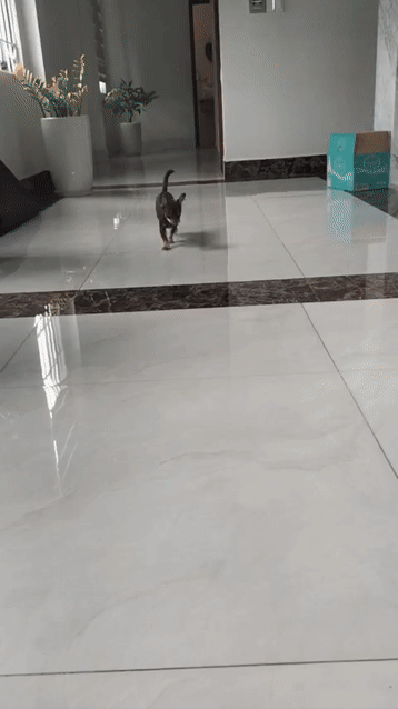 Chihuahua. Mua bán Chó tại Quận Bình Tân Tp Hồ Chí Minh được đăng bởi duc hình 1