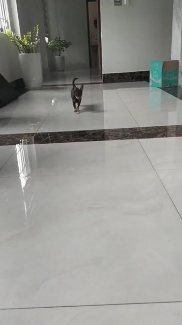 Chihuahua. Mua bán Chó tại Quận Bình Tân Tp Hồ Chí Minh được đăng bởi duc hình 1