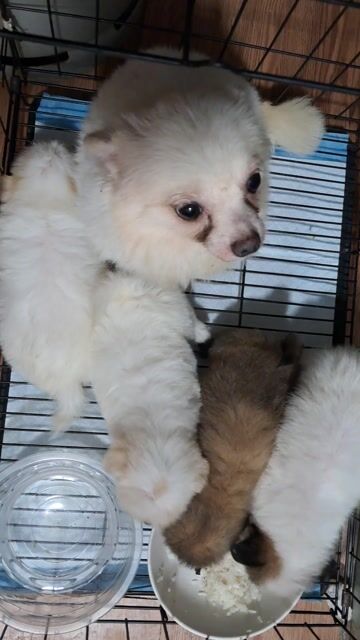 Chó Phốc lai Nhật mini 1.5 tháng. Mua bán Chó tại Quận Tân Bình Tp Hồ Chí Minh được đăng bởi Saphia hình 1