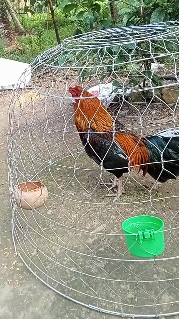 Cần bán. Mua bán Gà tại Huyện Ba Tri Bến Tre được đăng bởi Trì Thi Hường hình 1