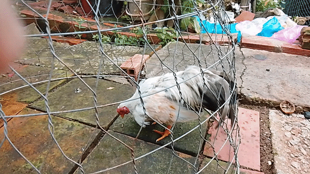 Gà tre Tân Châu lai Trắng khỏe mạnh. Mua bán Gà tại Quận Ô Môn Cần Thơ được đăng bởi Gà Tre hình 1